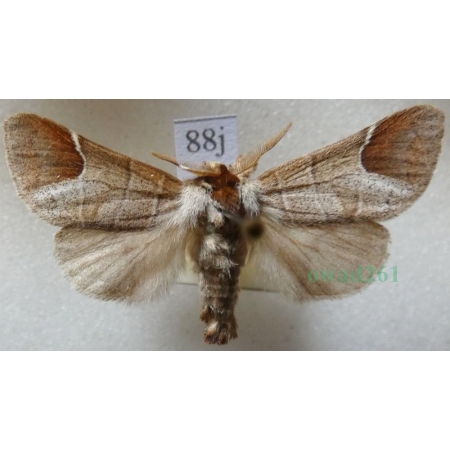 Clostera curtula (Linnaeus, 1758) male Wzjeżka łozówka Czech88j